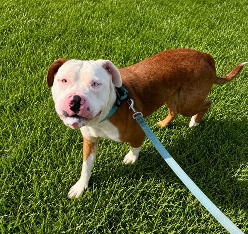 PRINGLES, a dog for adoption from Marion County Animal Services