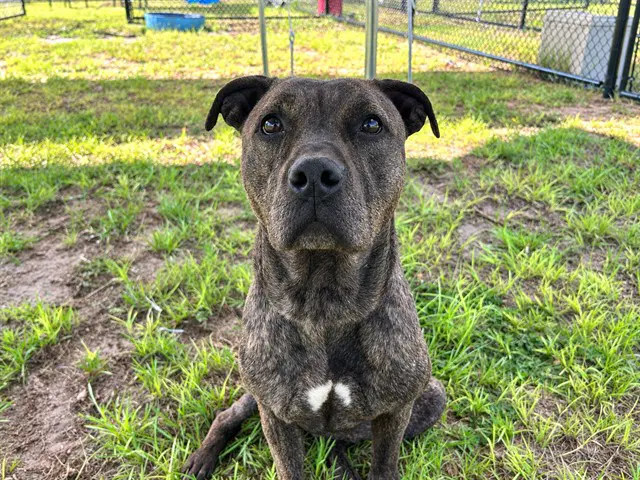 Zara - American Pit Bull Terrier