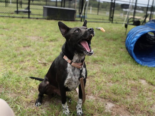 ALFIE, a dog for adoption from Marion County Animal Services