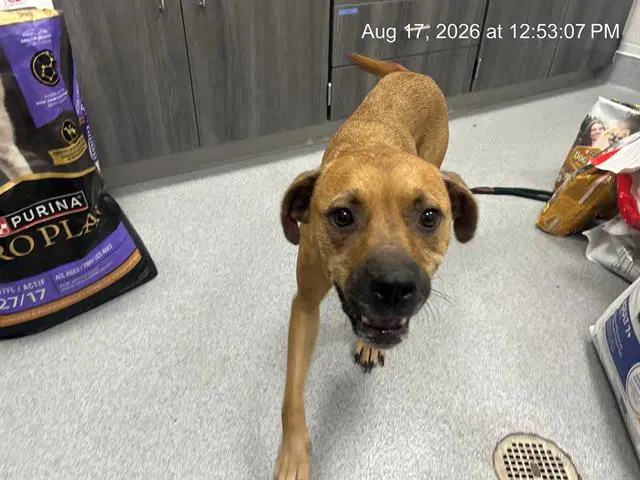 Cinnabon - Black Mouth Cur