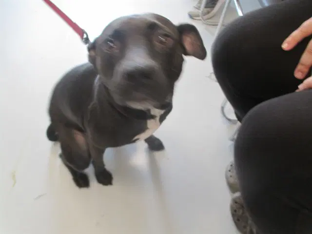 Cooper - American Pit Bull Terrier