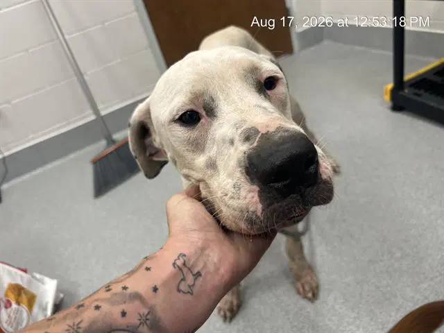 Omelet - Great Dane