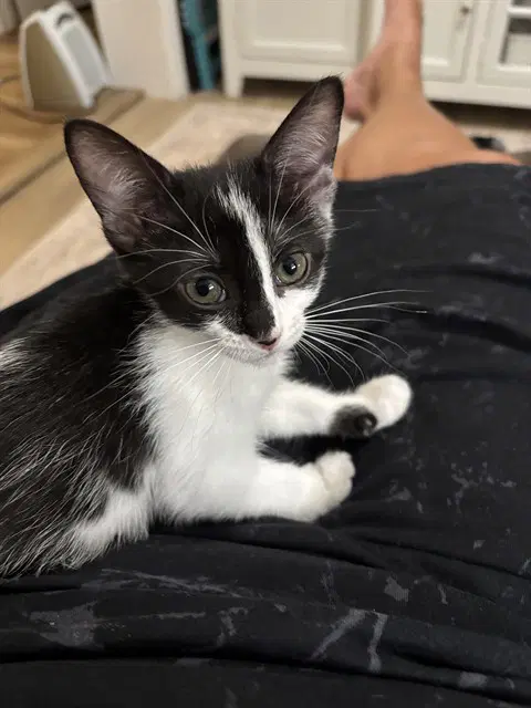 Skunky - Domestic Short Hair