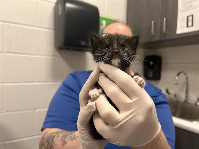 Circe - Domestic Short Hair