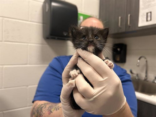 CIRCE, a cat for adoption from Marion County Animal Services