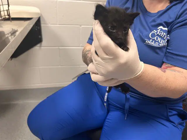 Telemchus - Domestic Short Hair
