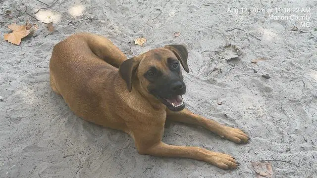 Ginger - German Shepherd Dog