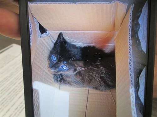 ARTEMIS, a cat for adoption from Marion County Animal Services