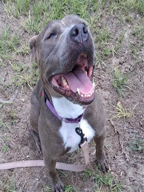 Brittany - American Pit Bull Terrier