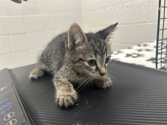 Unknown - Domestic Short Hair