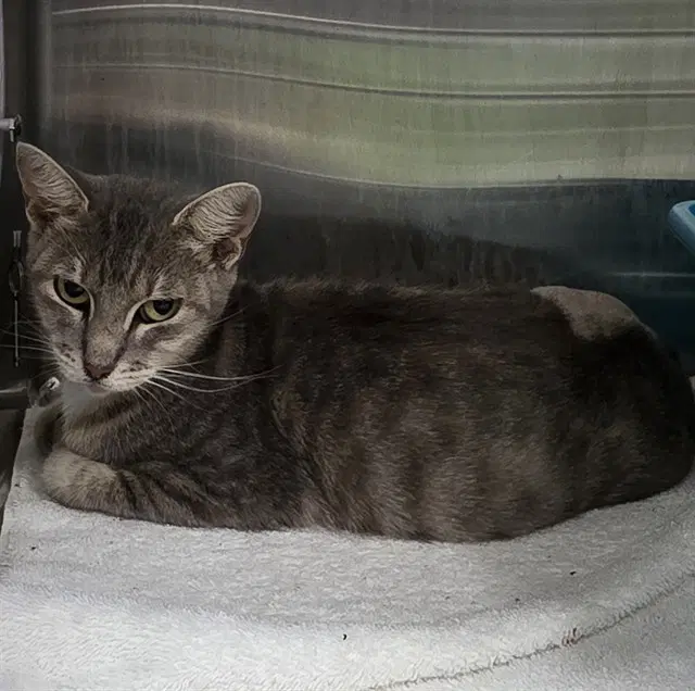 Siri - Domestic Short Hair