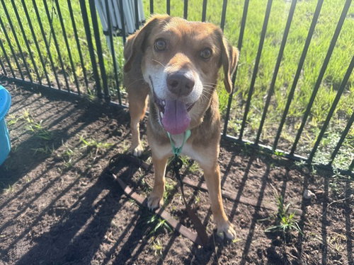 CUDDLES, a dog for adoption from Marion County Animal Services