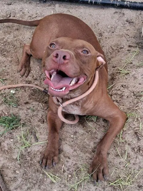 Ashford - American Pit Bull Terrier