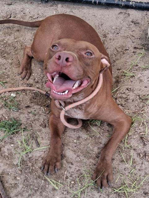 ASHFORD, a dog for adoption from Marion County Animal Services