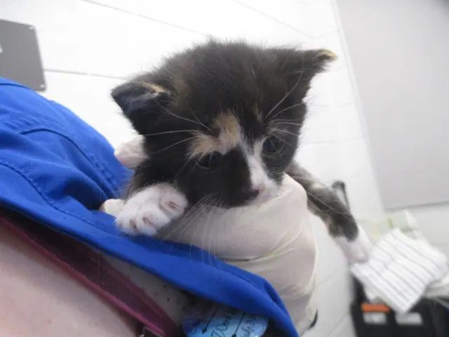 Crybaby - Domestic Short Hair