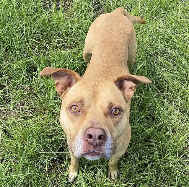 Arnold - Staffordshire Bull Terrier