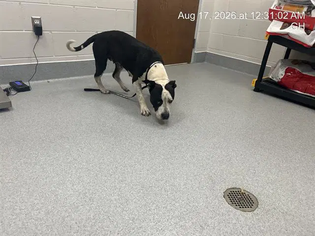 Marbles - American Pit Bull Terrier