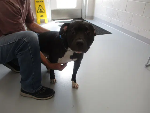 Prada - American Pit Bull Terrier