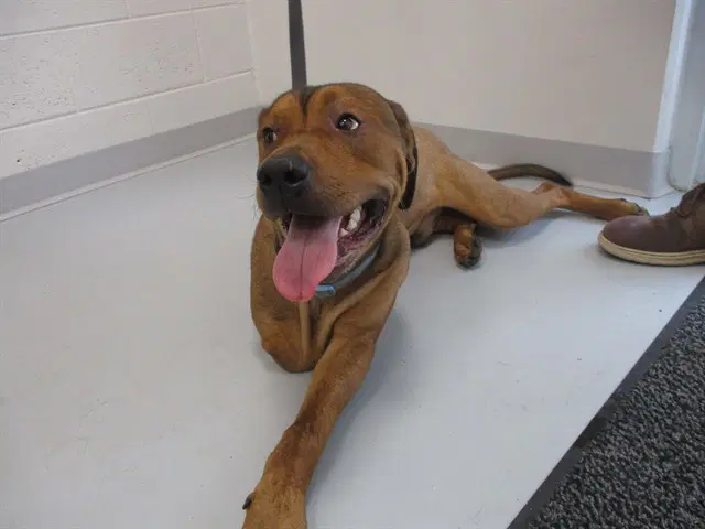 Pogo - Black Mouth Cur