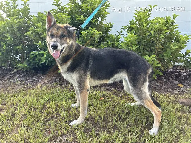 Jo - German Shepherd Dog