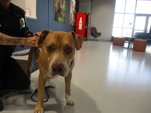Phoenix - American Pit Bull Terrier