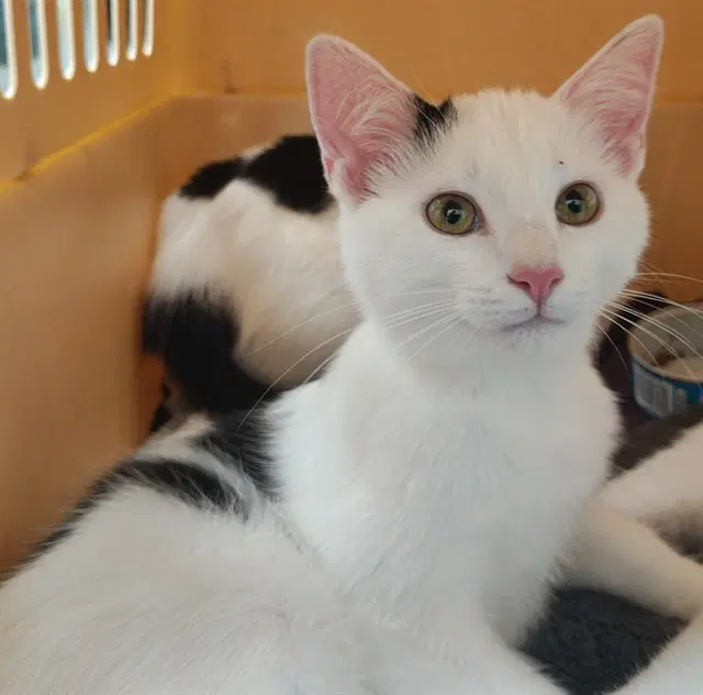 Kitten - Domestic Short Hair