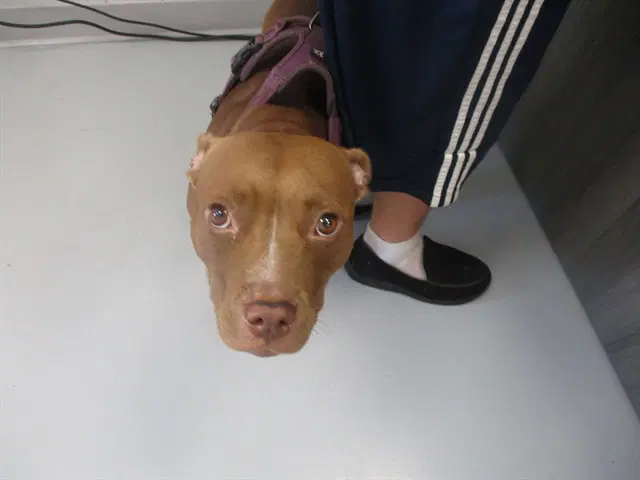 Unknown - Staffordshire Bull Terrier