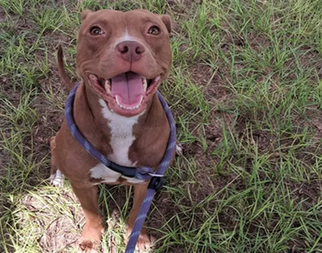Unknown - Staffordshire Bull Terrier