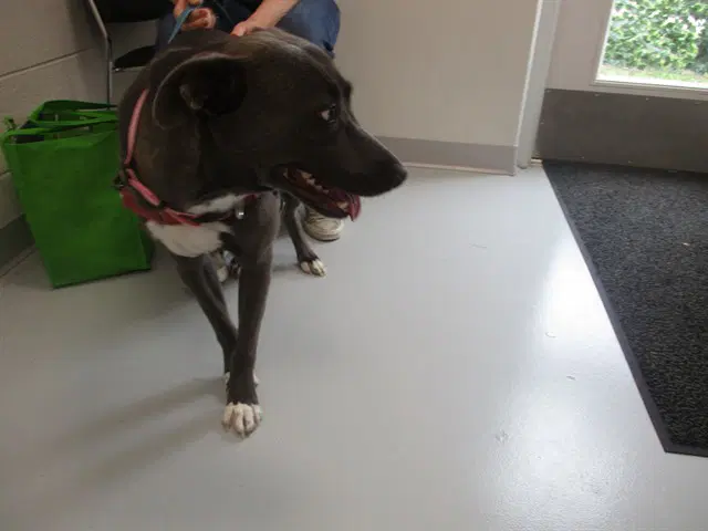 Lady - Pointer