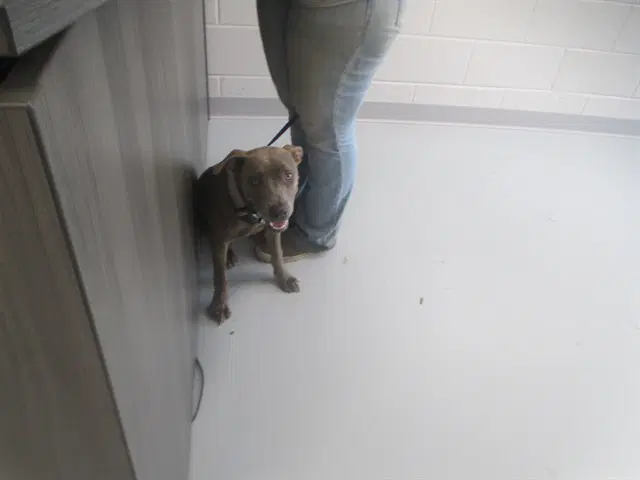 Munchkin - American Pit Bull Terrier