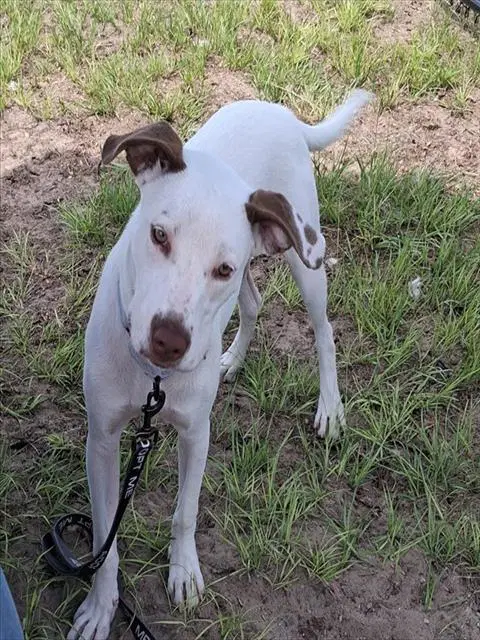 Pepa - Pointer