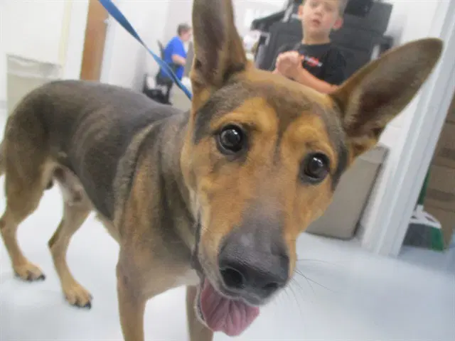 Scout image 1
