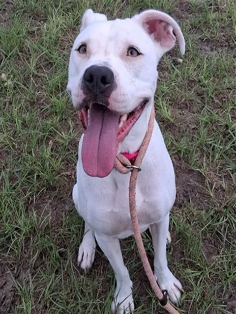 Nala - Dogo Argentino