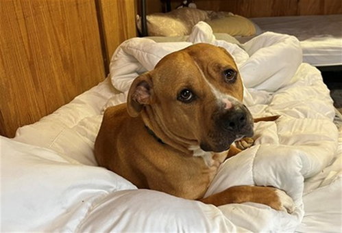 DAKOTA, a dog for adoption from Marion County Animal Services