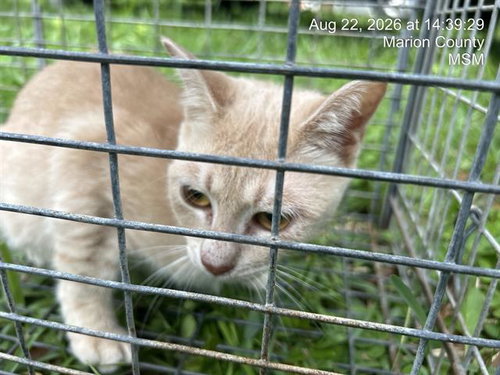 picture of the cat needing adoption
