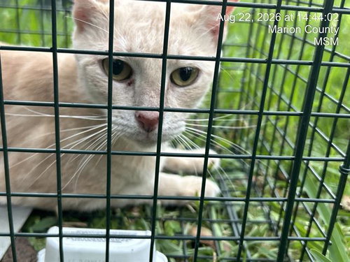 picture of the cat needing adoption