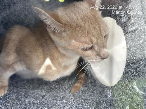 TULIP, a cat for adoption from Marion County Animal Services