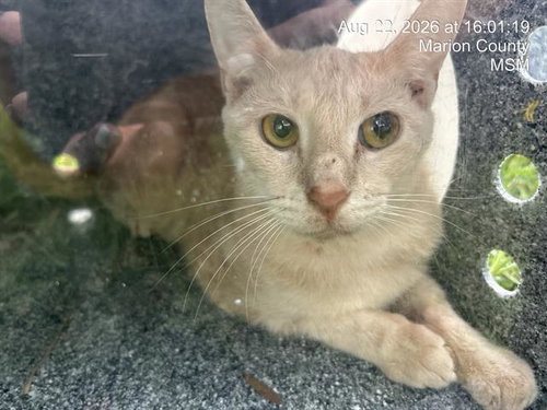 GARDENIA, a cat for adoption from Marion County Animal Services