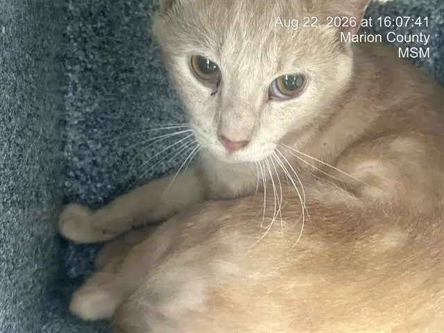 Crisanto image 1