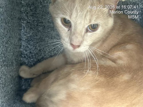 picture of the cat needing adoption