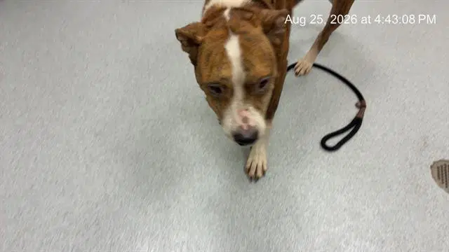 Zeek - American Pit Bull Terrier