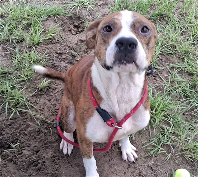 Zeek - American Pit Bull Terrier