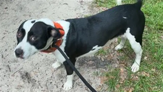 Molly - American Pit Bull Terrier