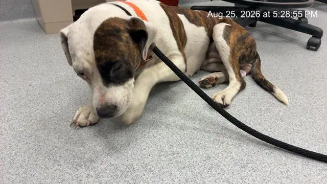 Two Face - American Pit Bull Terrier
