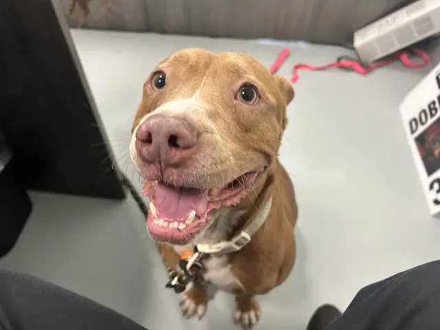 Azareal - American Pit Bull Terrier