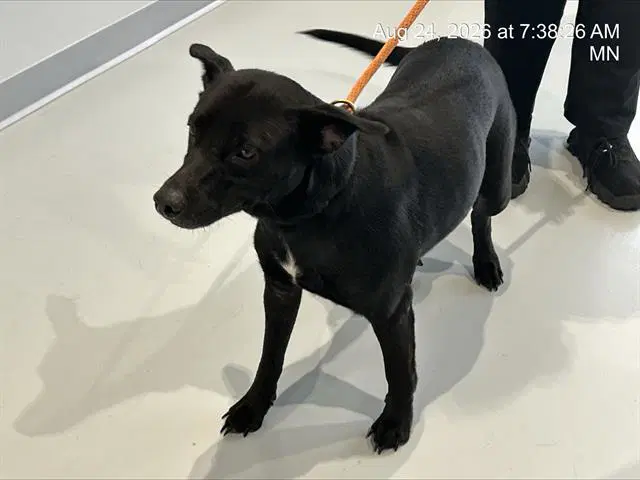 Unknown - Labrador Retriever