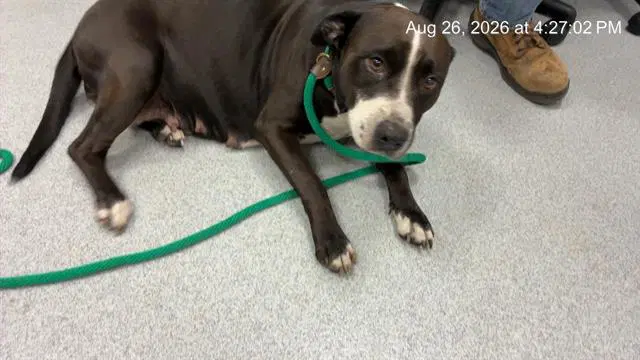 Cindy Jo - American Pit Bull Terrier