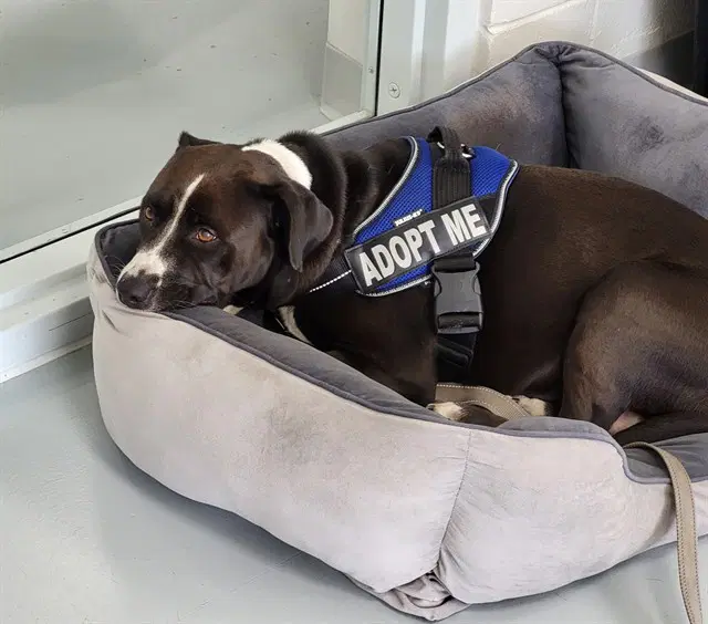 Cindy Jo - American Pit Bull Terrier