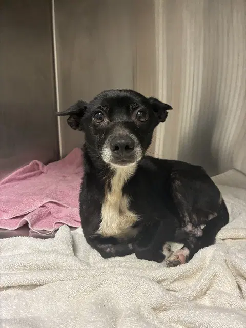 Blossom - Chihuahua