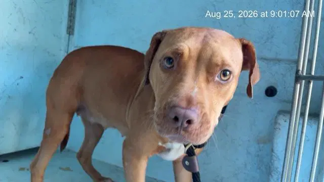 Unknown - American Pit Bull Terrier